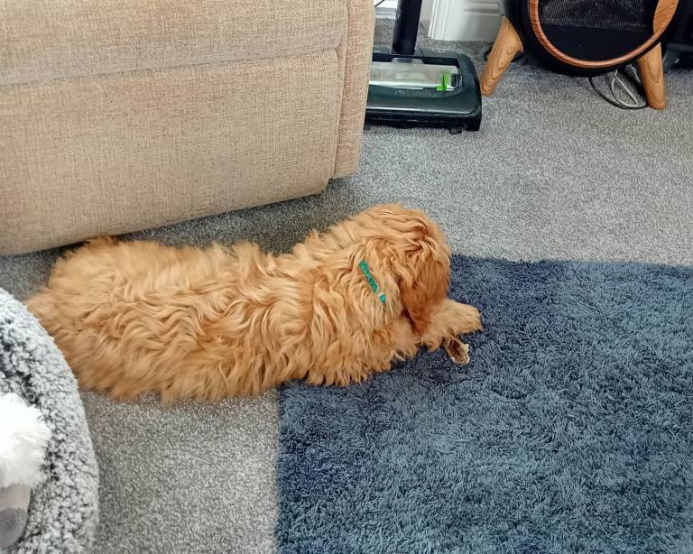 5 month old cavapoo