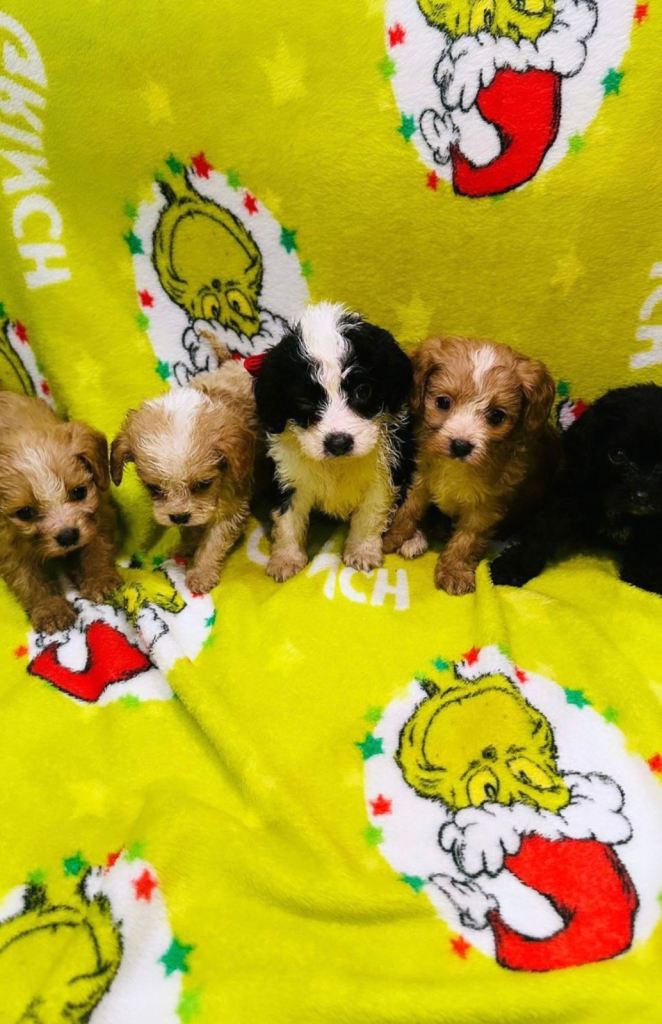 Cavapoo puppies  