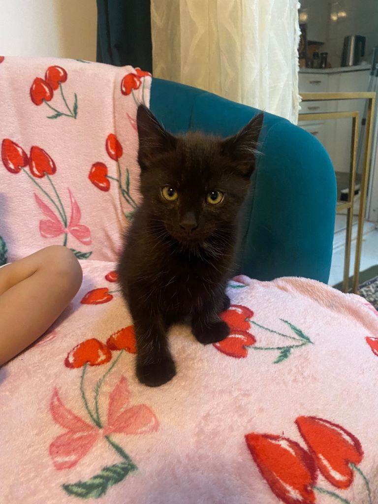 Adorable black kitten for sale