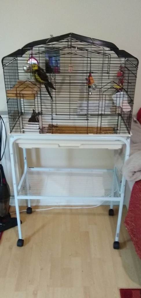  Bird cage