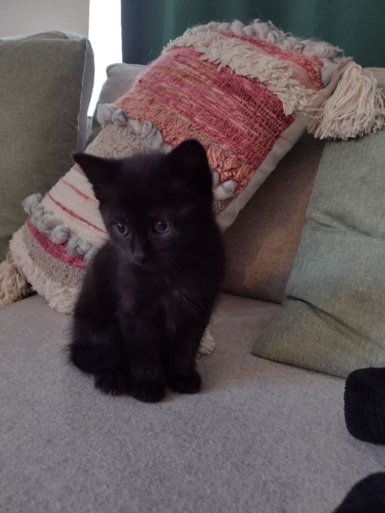 Mixed breed kittens