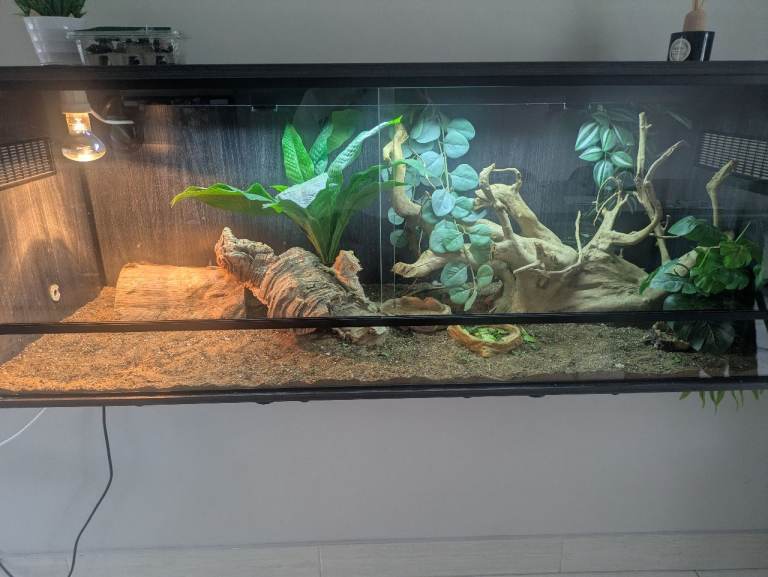 Young bearded dragon for sale everything included. 
