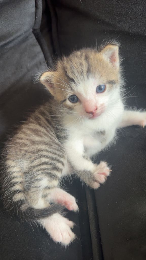 kittens for sale 