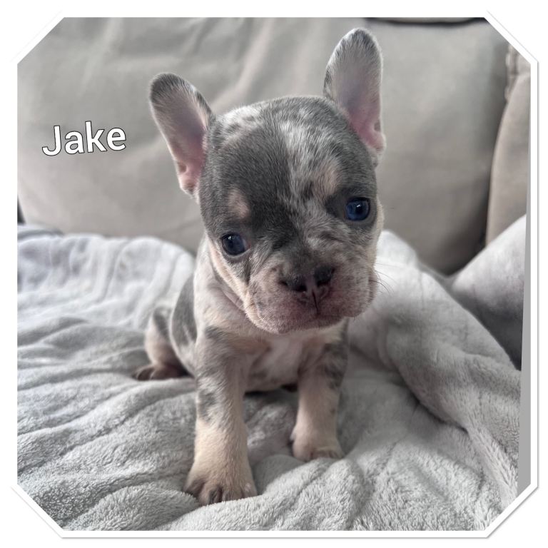 1 beautiful Frenchie male left