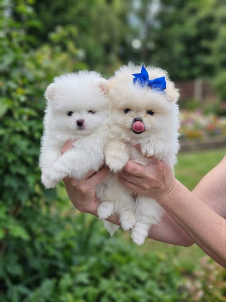 Beautiful Pomeranian puppies