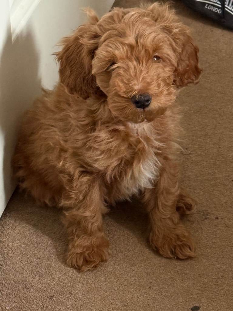 Toy Poodle x Cockapoo Puppies  - Ready for Collection - Last Puppy - Female