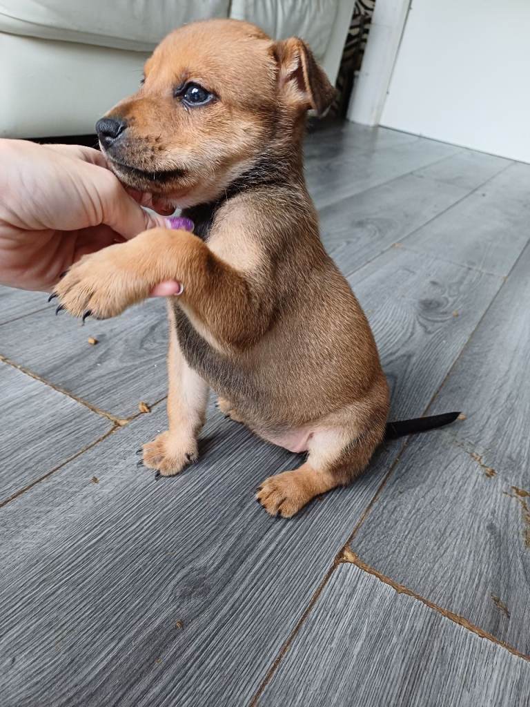 Dutch Shepherd X puppies