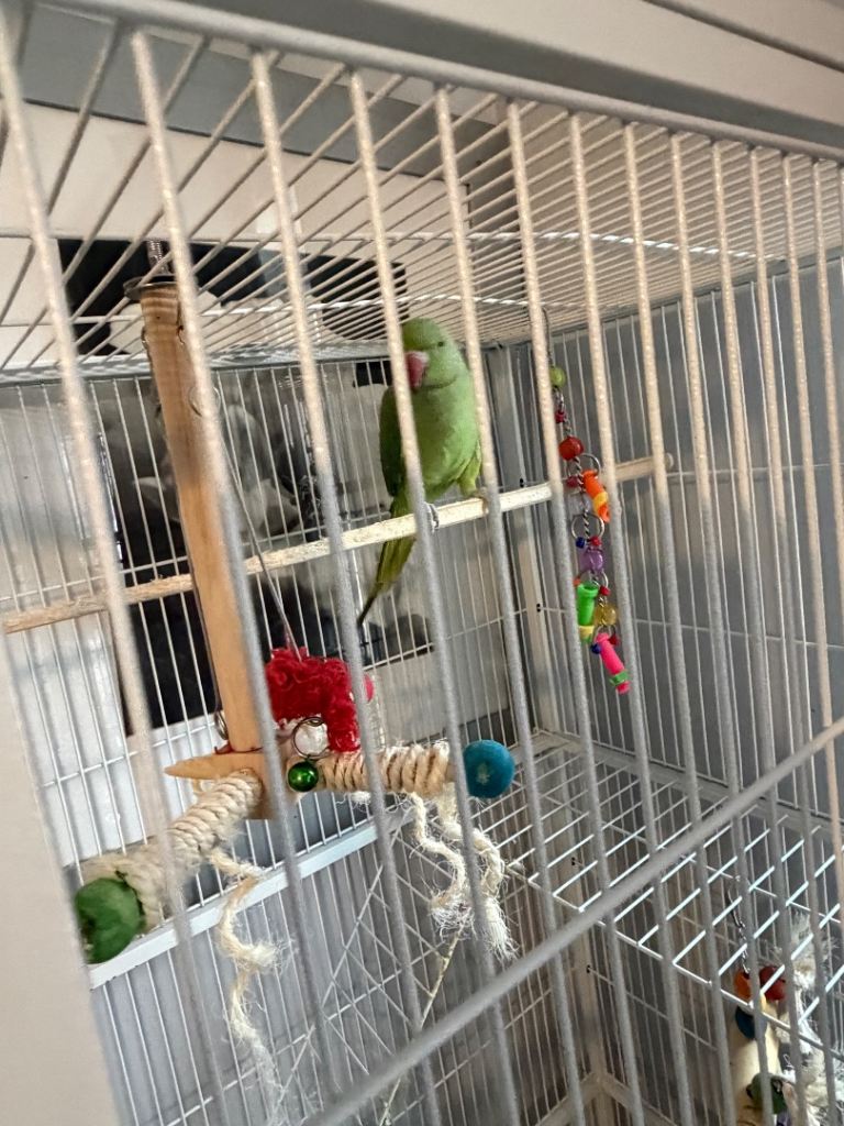 Indian ringneck patriot 