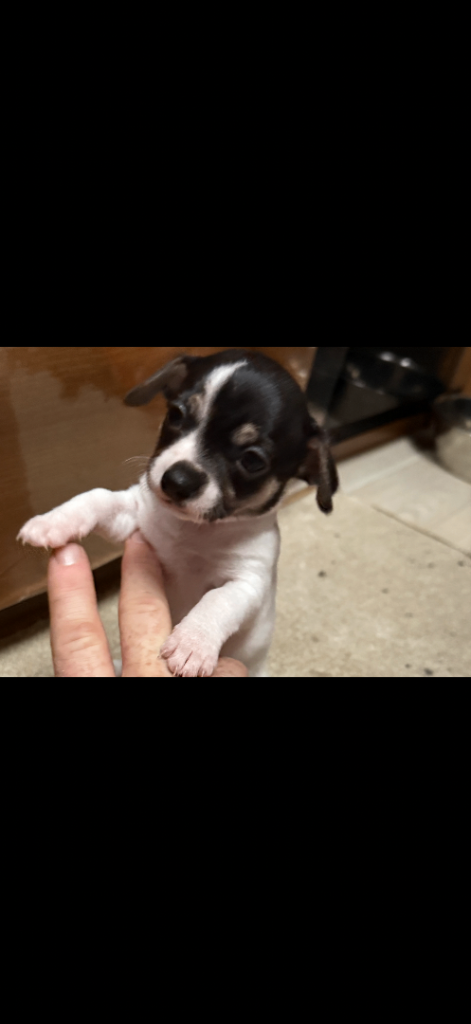 Miniature girl Chihuahua puppy