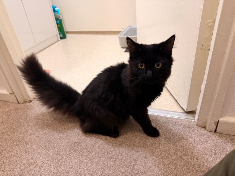 Cat 
