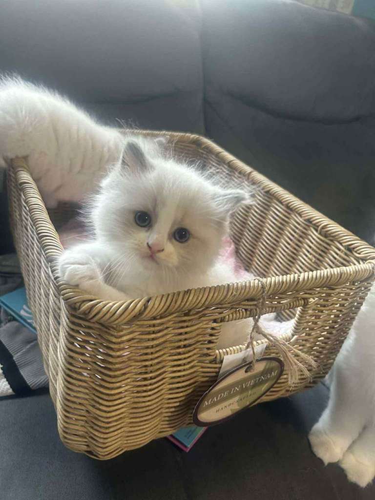 Ragdoll kitten gccf 