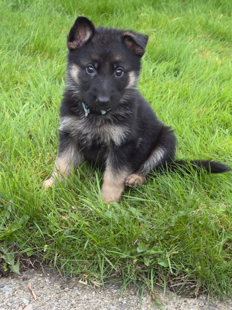 Purebred German Shepherd Puppies 2 females left