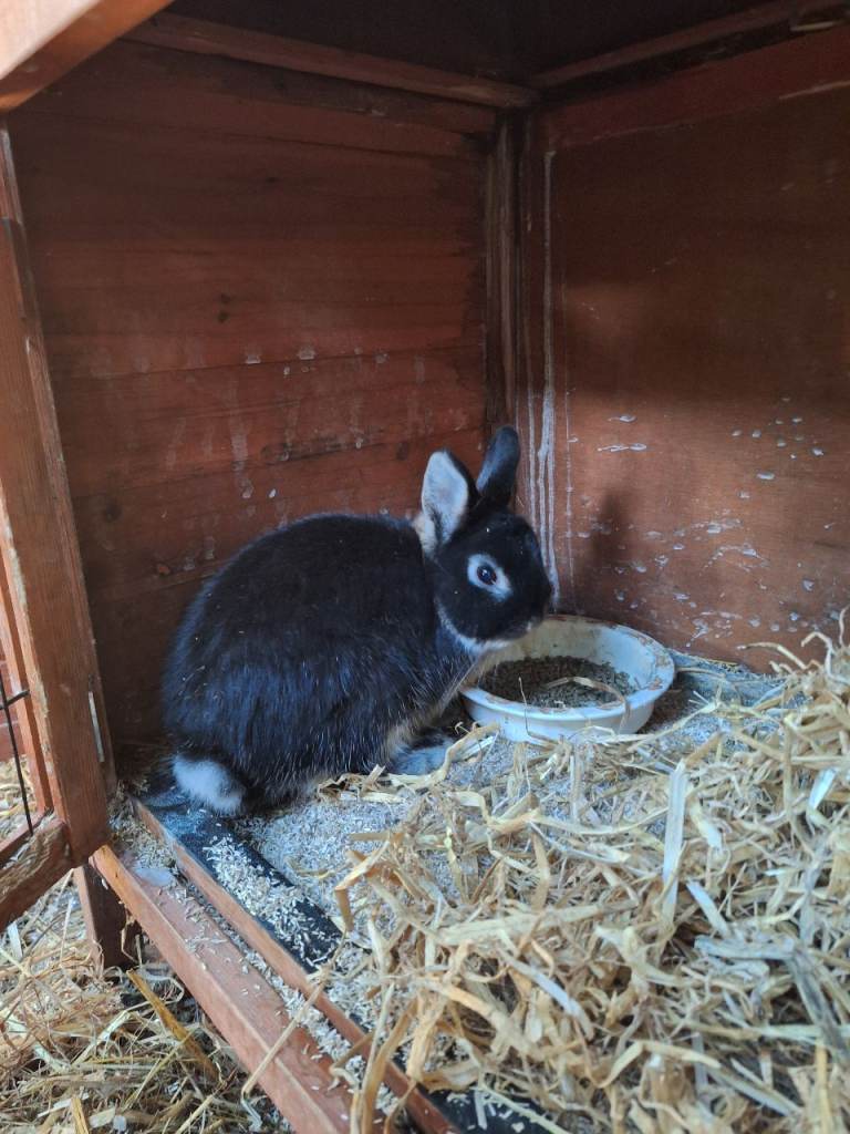 Purebred Netherland rabbits