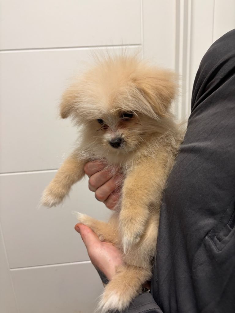 5 Gorgeous Pomeranian Cross Puppies Ready To Go Now 