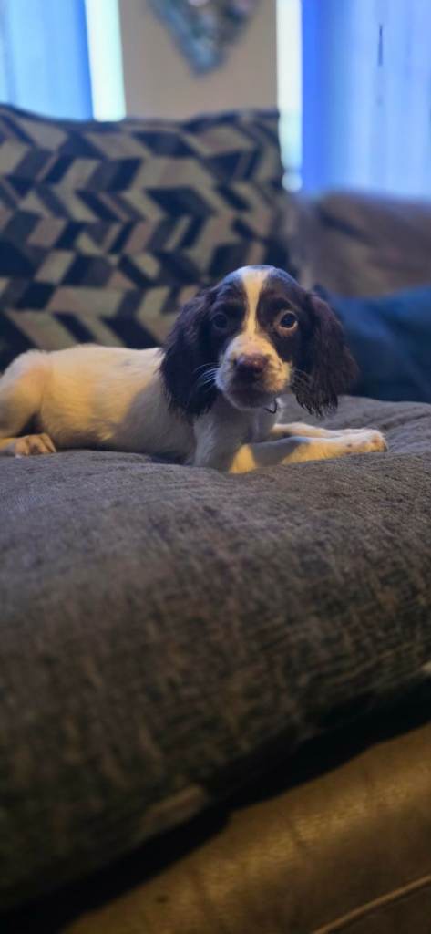 KC reg English springer spaniels
