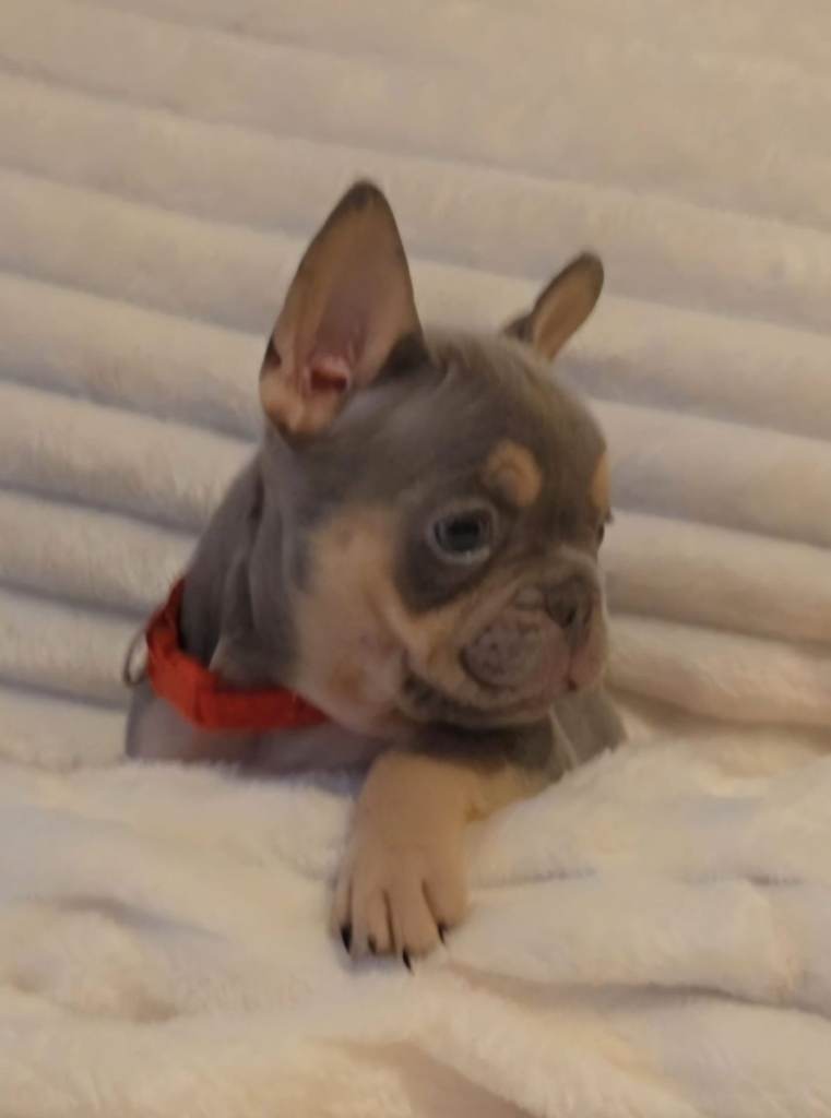 🩷🩵 Beautiful Baby French Bulldog Pups 🩵🩷