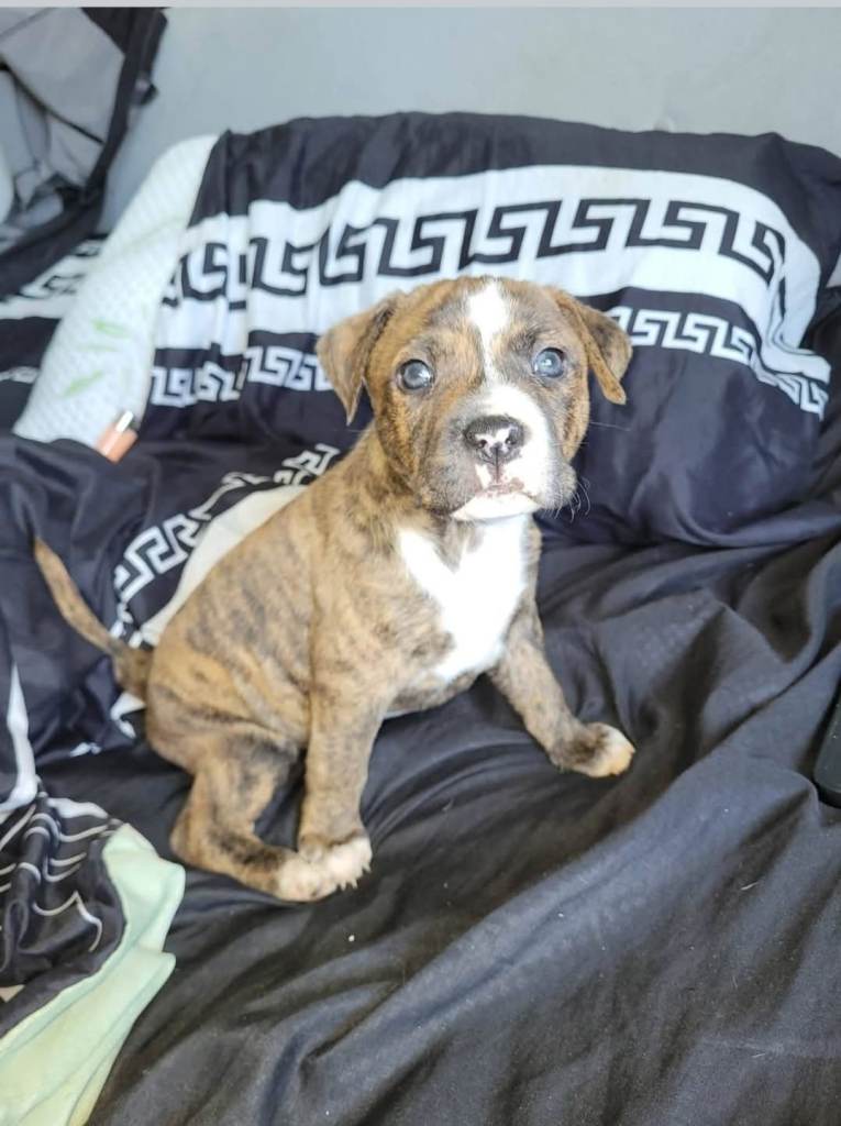 American bulldog X staffy puppys