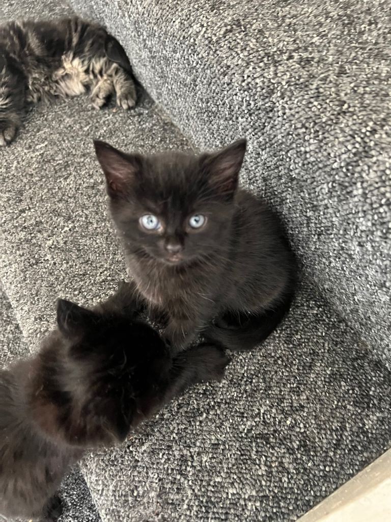  Two  beautiful black kittens