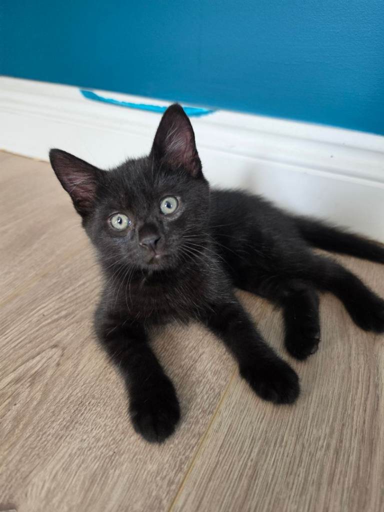 5 Beautiful kittens for sale 