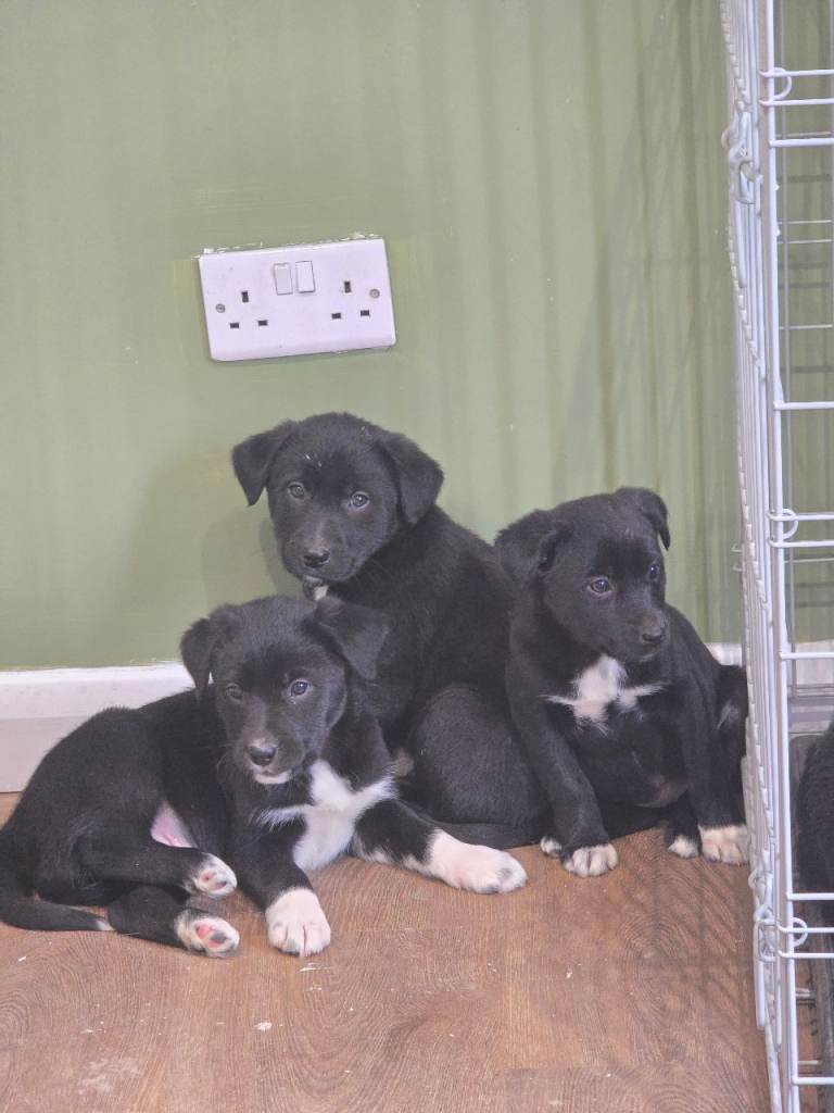 Borador pups border collie x labrador retriever 
