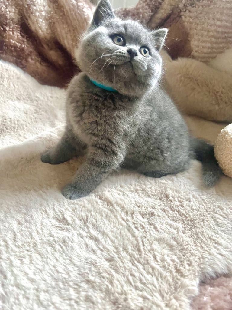 Beautiful British Shorthair Kittens