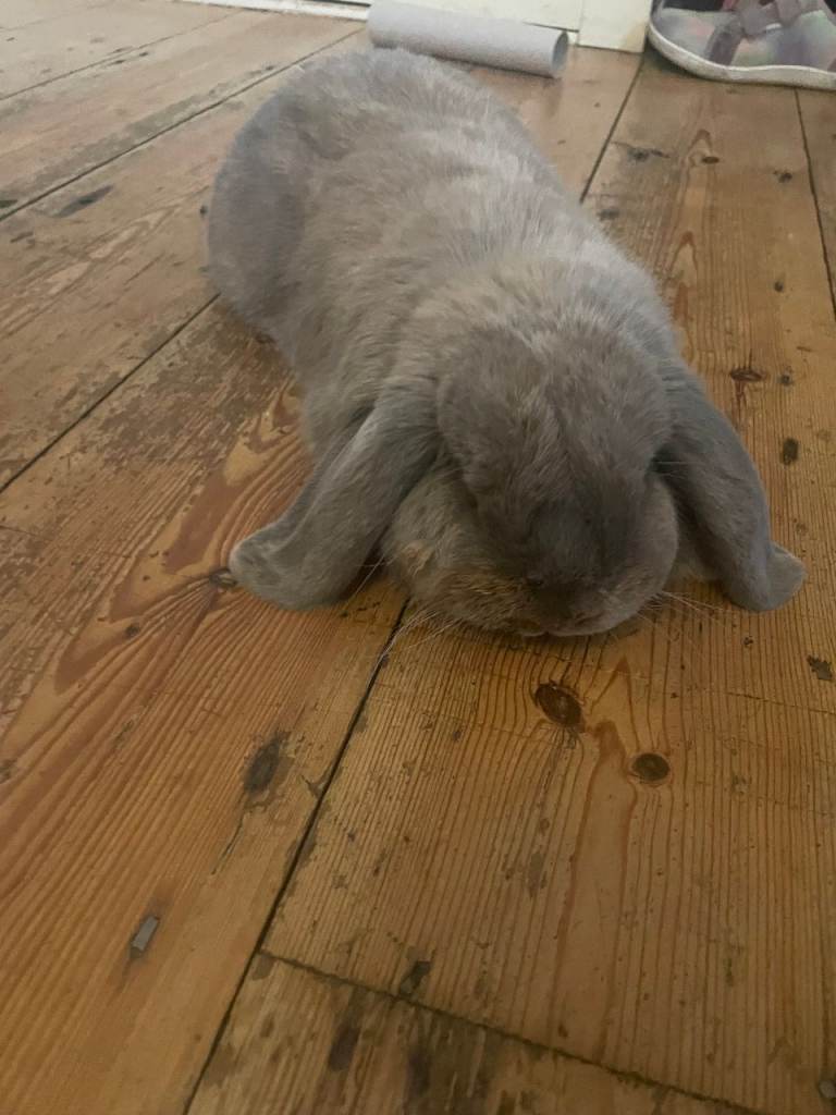 Mini Lop 