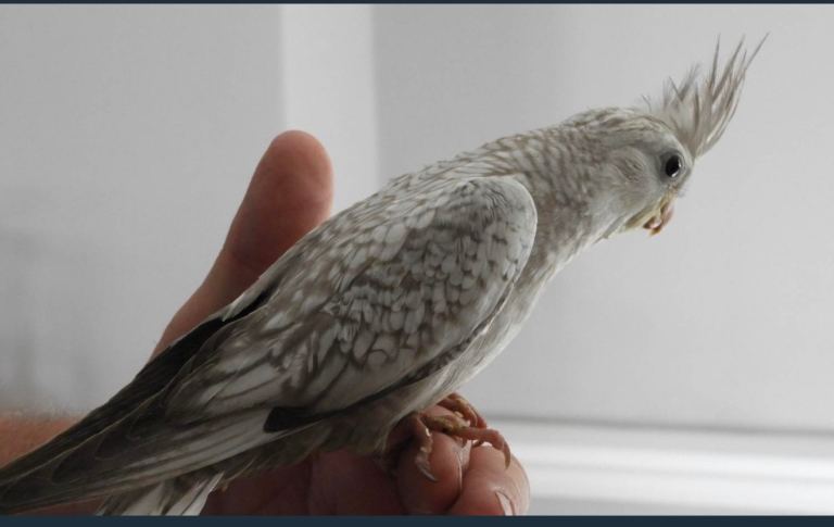Cockatiel 