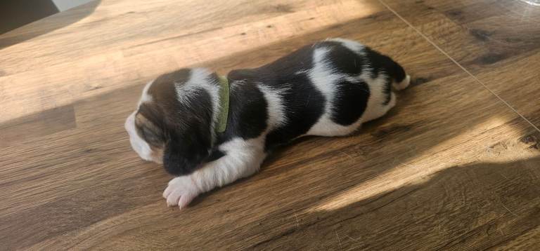 Beagle Puppies