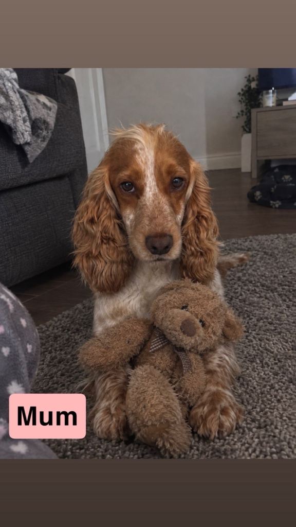 Cockapoo puppy boy | in Newmachar, Aberdeen | Gumtree