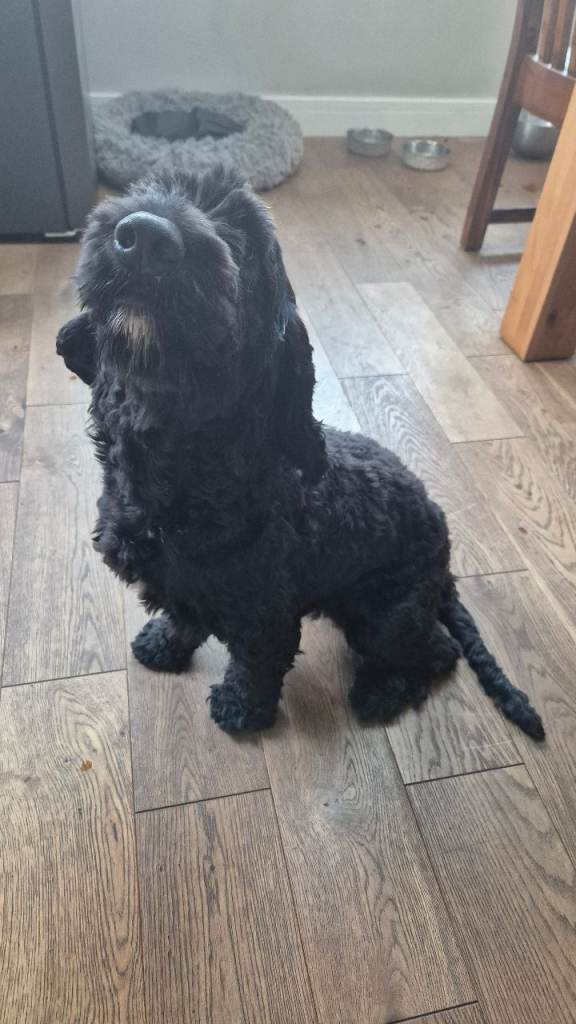 1.5 year Cockapoo Romeo 