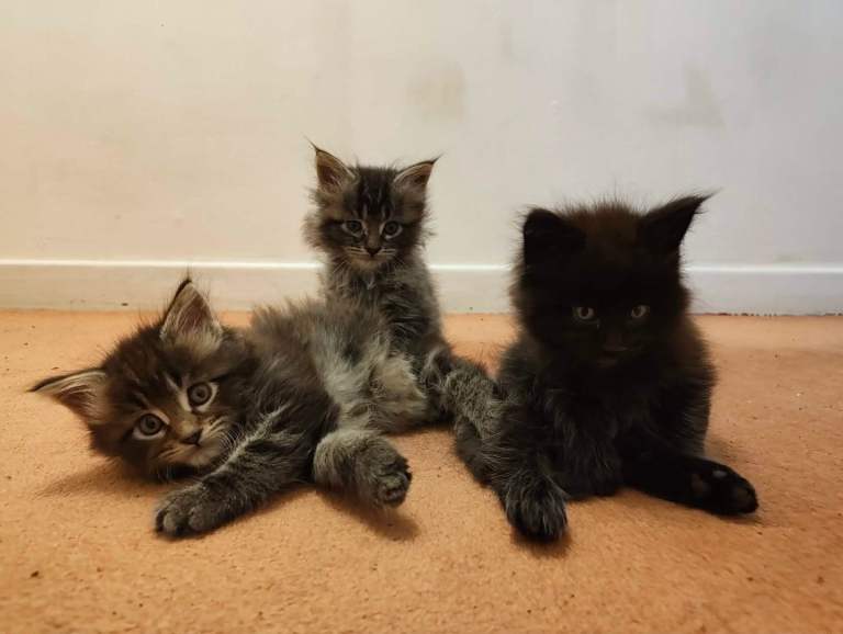 3 Maine coon kittens for sale