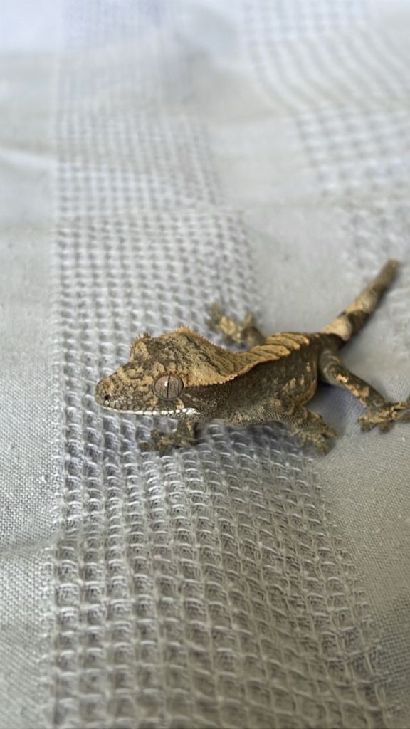 Baby Harley Quinn crested gecko 