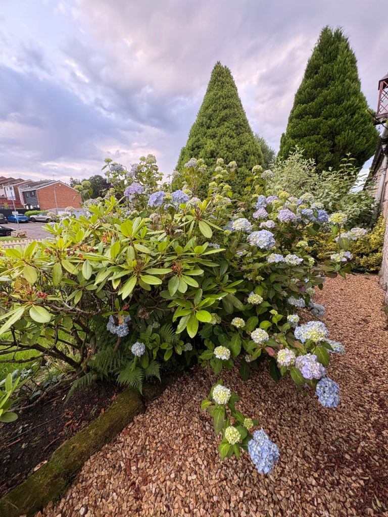 Gardening Services – Cheap & Reliable 🌿