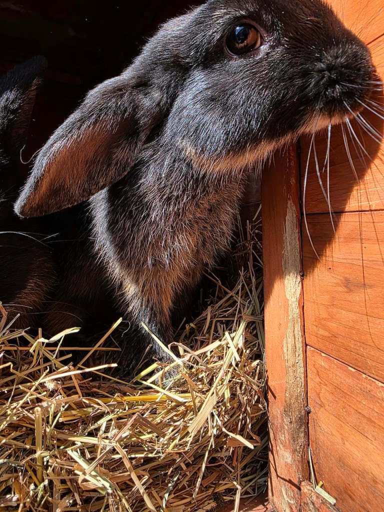 Half mini lops
