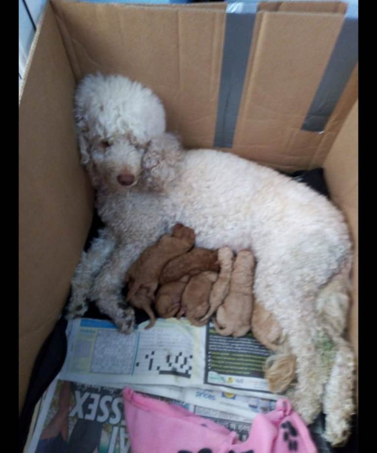 Minature poodle puppies