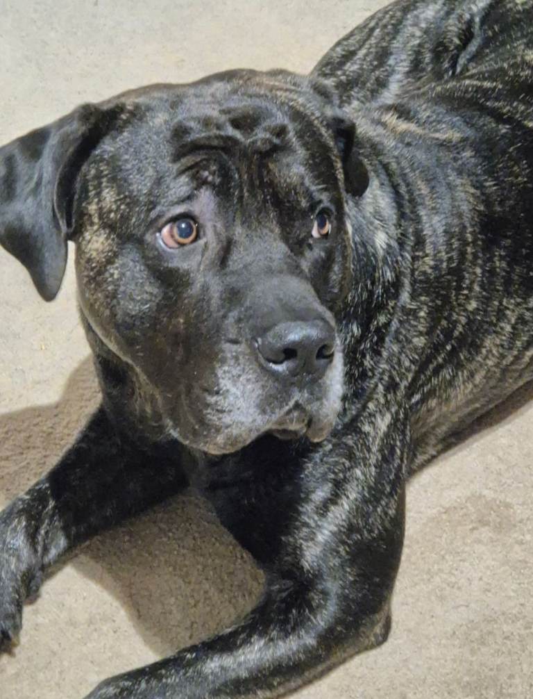 Presa canario
