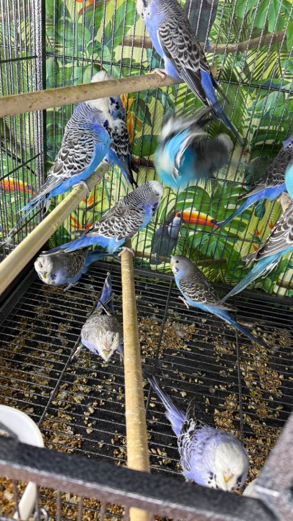 Budgies