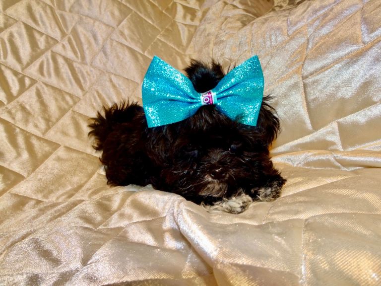 ***XXXXXXXS Ultra Rare Micro Black White Tiny F1 Maltese X Toy Poodle Maltipoo Puppy 5 months old***