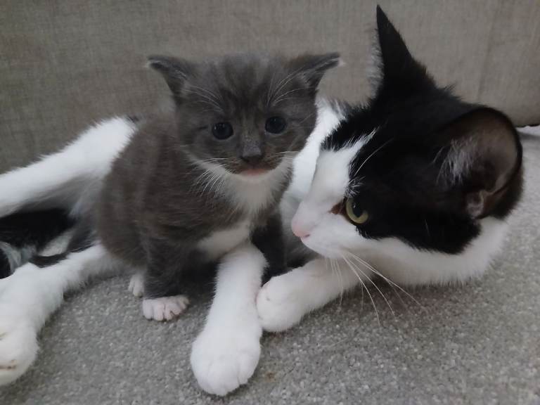 Kitten for sale 