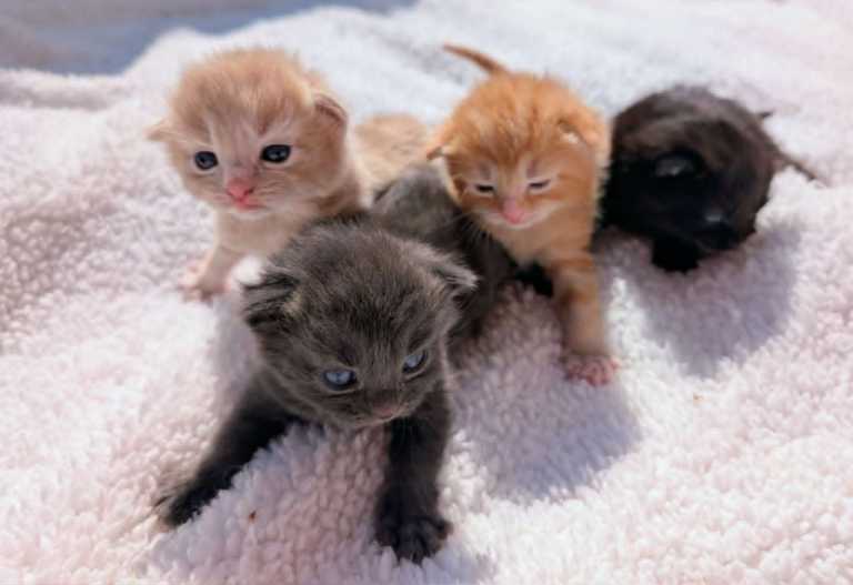 Pretty British Blue x Persian  Fluffy and gorgeous kittens.