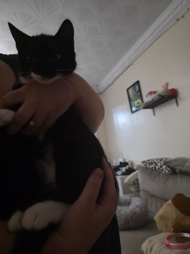 Kitten 3 Month Old
