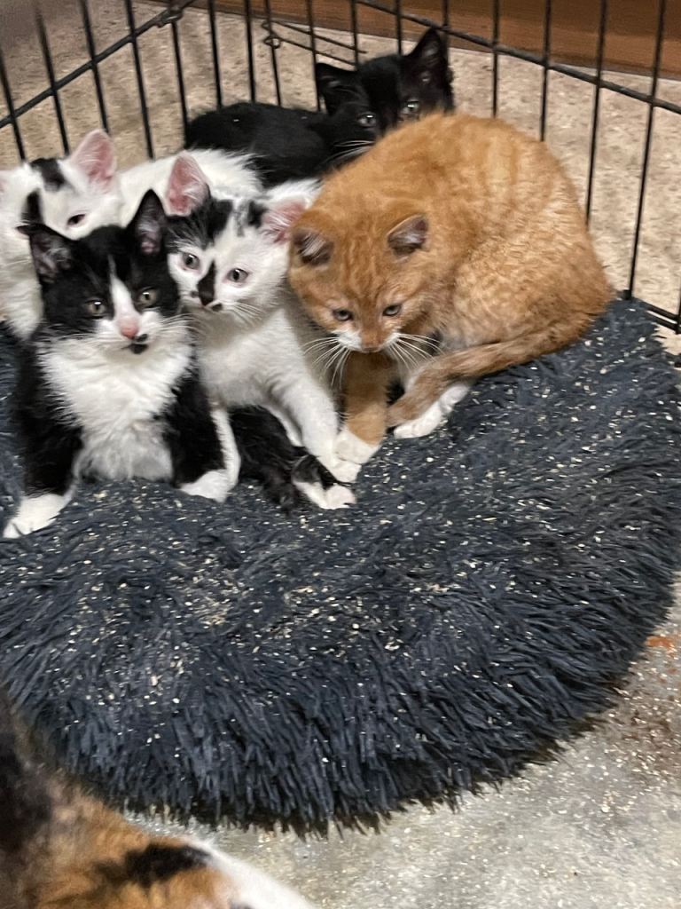 Kittens for sale 