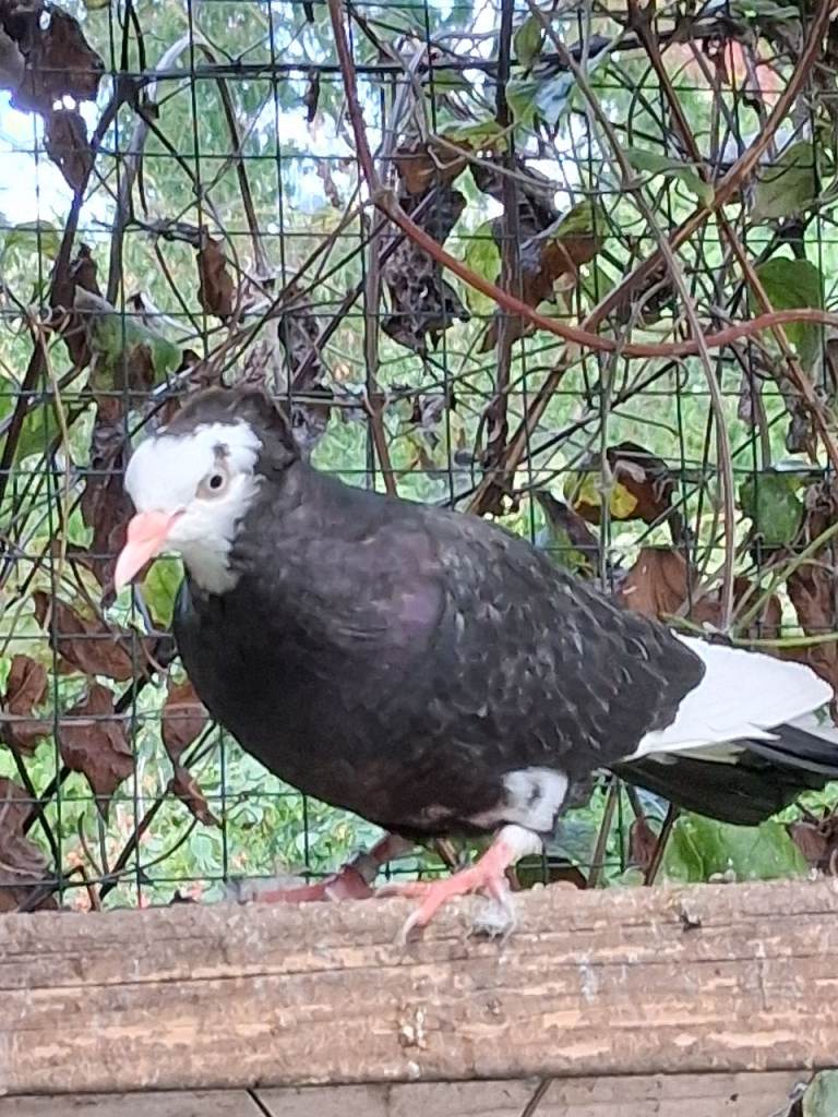 high flying pigeons