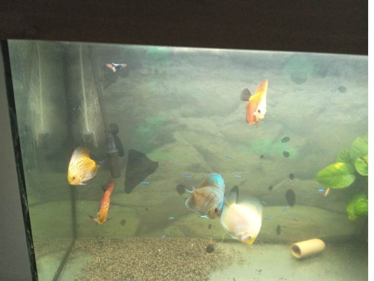 Discus aquarium 