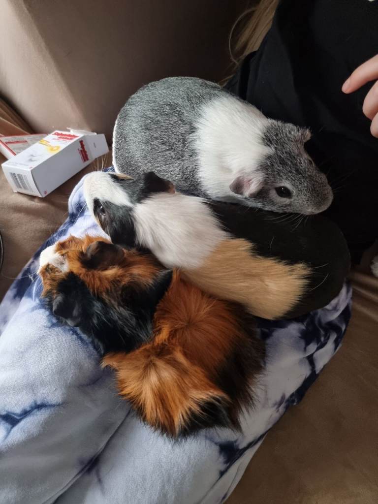3 guinea pigs