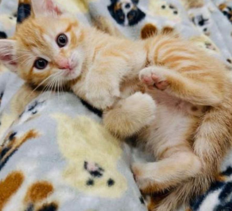 Beautiful litter of kittens 