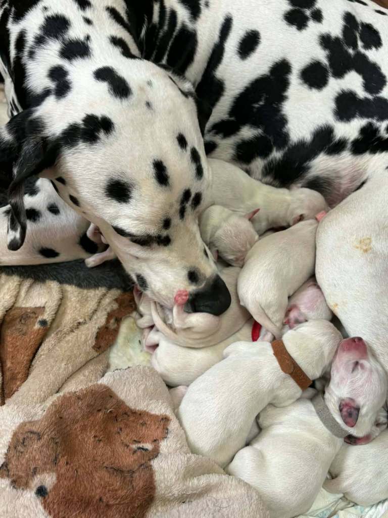 Dalmatian puppies 