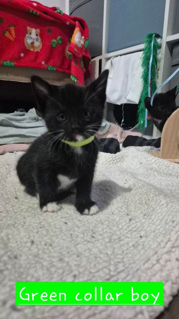 Kittens for sale 