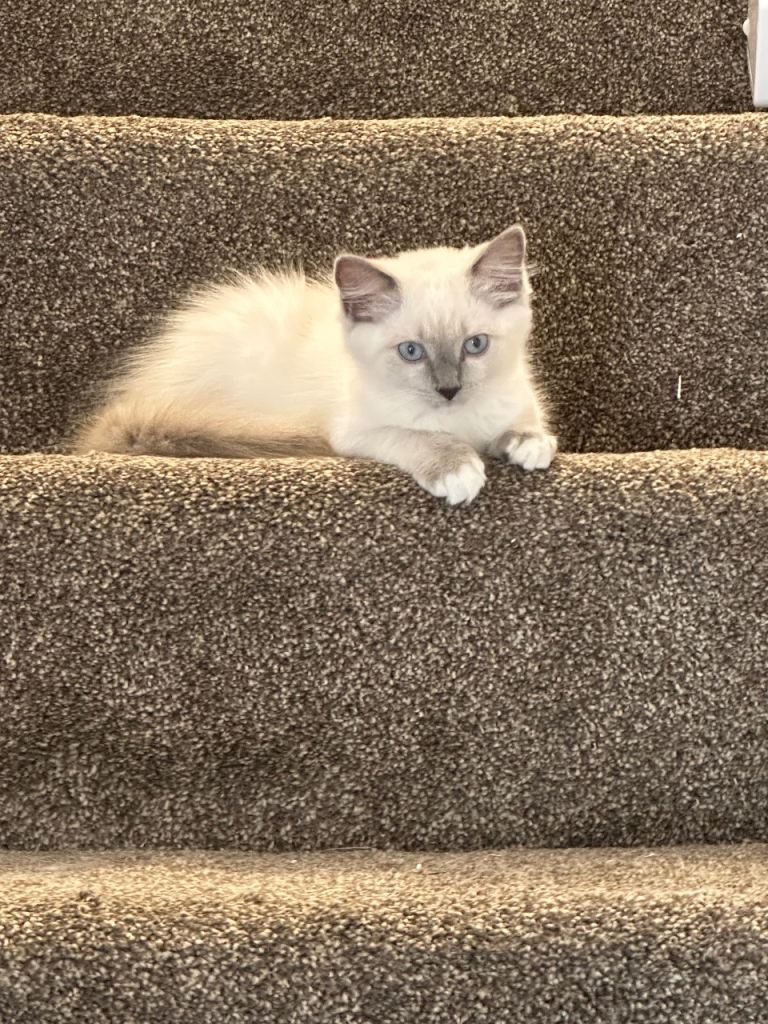 LAST ONE AVAILABLE NOW! REDUCED!! FLUFFY LITTER OF 3 RAGDOLL KITTENS