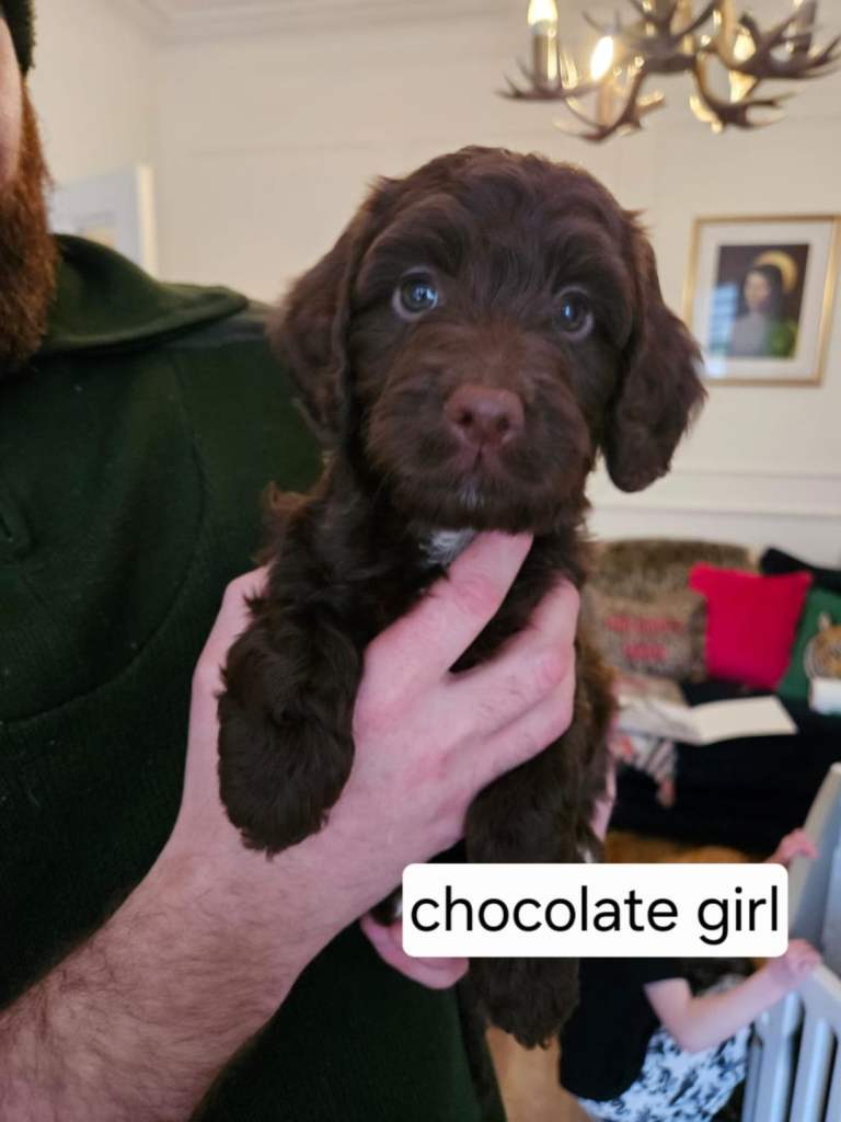 Sproodle Puppies **Ready to leave this week**